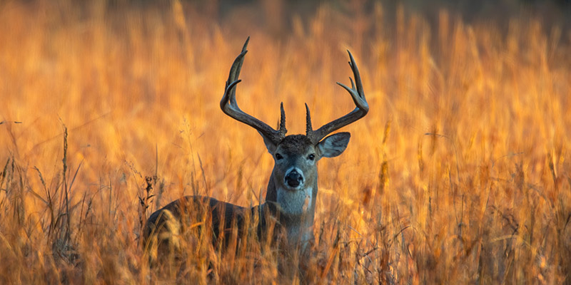 Appalachian Hills Wildlife Area